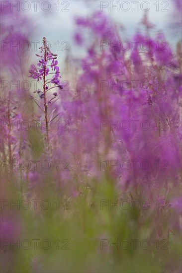 Chamerion angustifolium