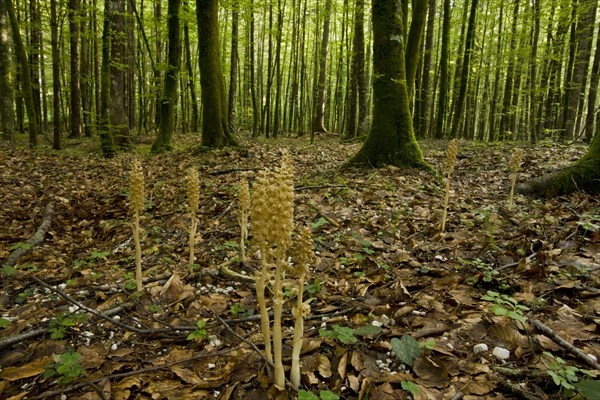 Flowering bird's-nest orchid