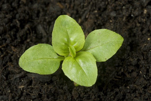 Seedling broad leaved willowherb