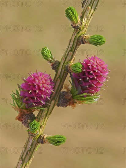 European larch