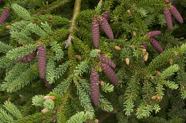 White cat spruce