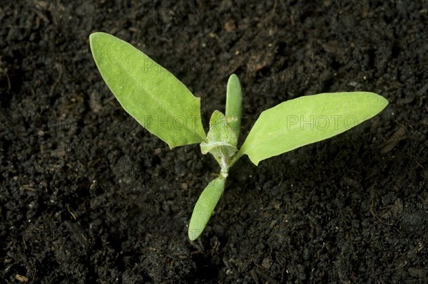 A seedling plant of common orache