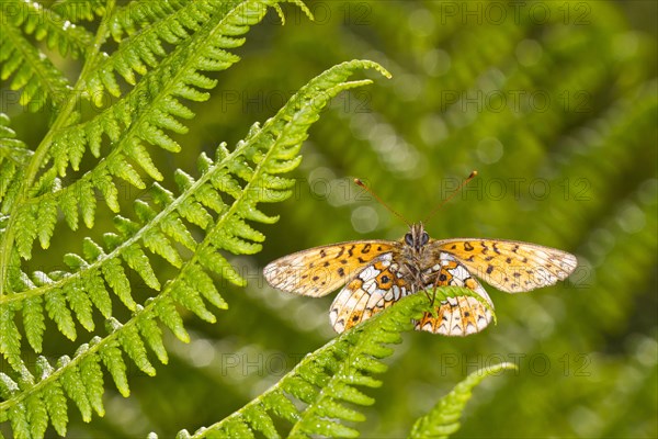 Small Pearl-bordered Fritillary