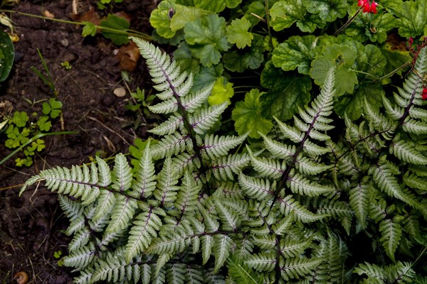 Japanese Painted Fern