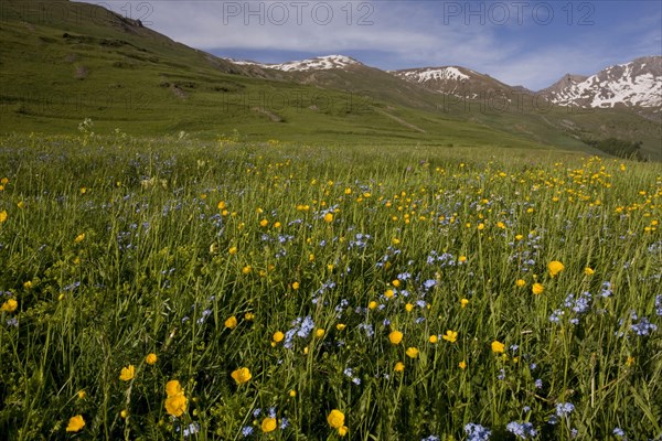 Species-rich pasture habitat with buttercups and forget-me-nots