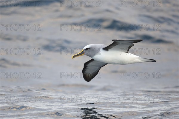 Adult buller's albatross
