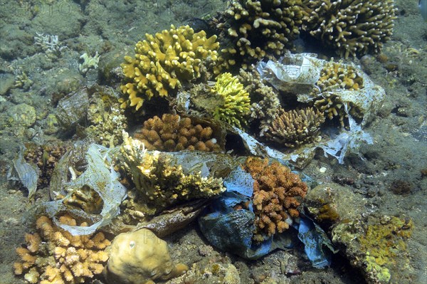 Plastic waste threatens coral reef