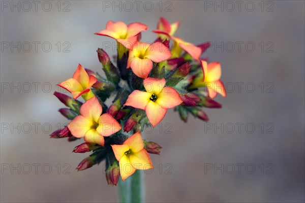 Kalanchoe