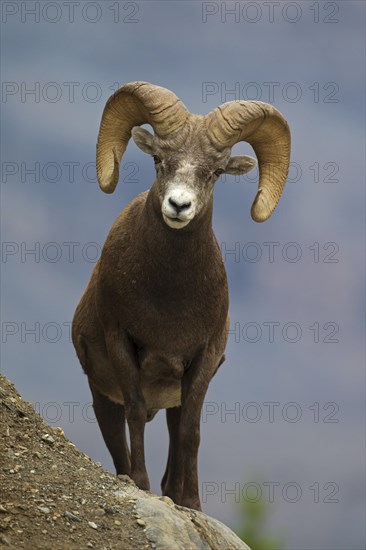 Bighorn sheep