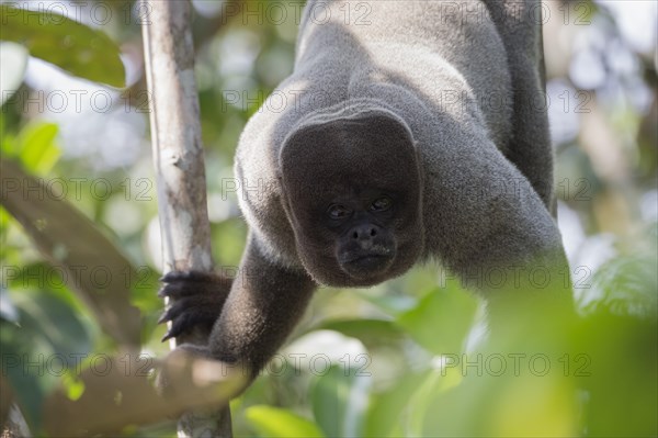 Brown woolly monkey