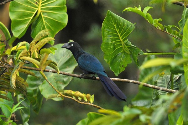 Smooth-billed Ani