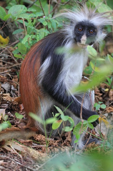 Red colobus monkey