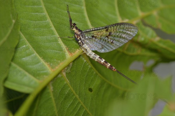 Danish mayfly