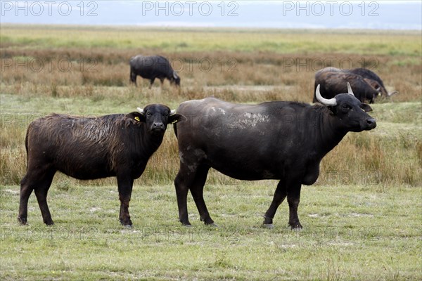 Asian water buffalo