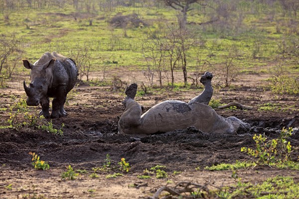 White rhinoceroses