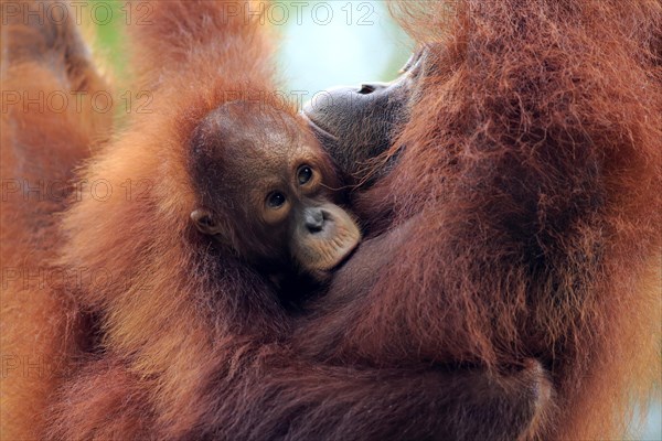 Orang Utan