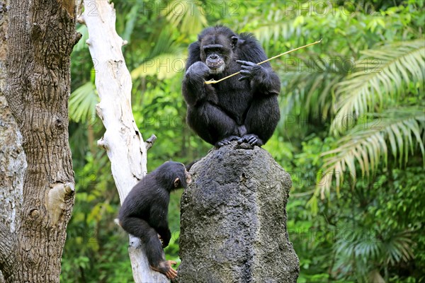 Chimpanzee