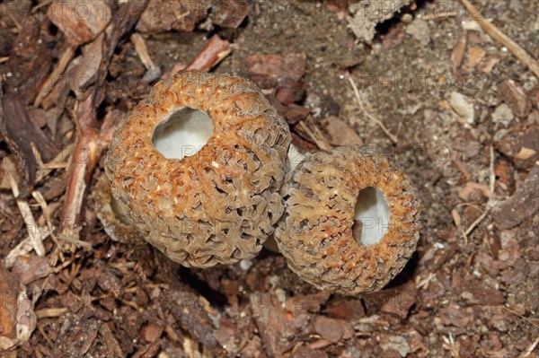 Cone-shaped morel