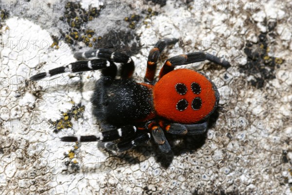 Red tube spider