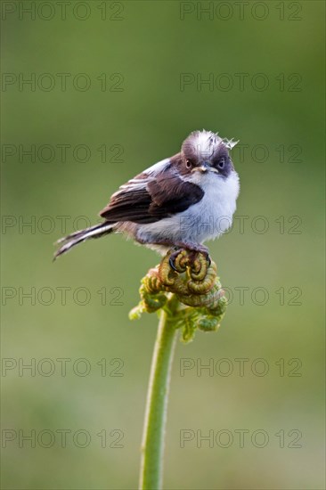 Long-tailed tit