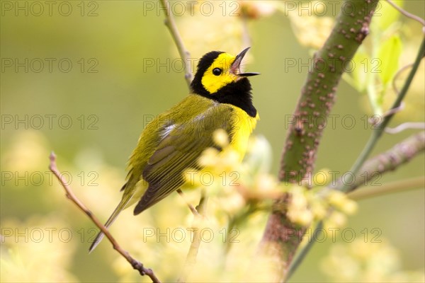 Hooded Warbler