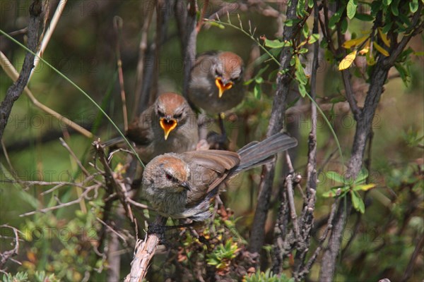 White-browed Tit Warbler