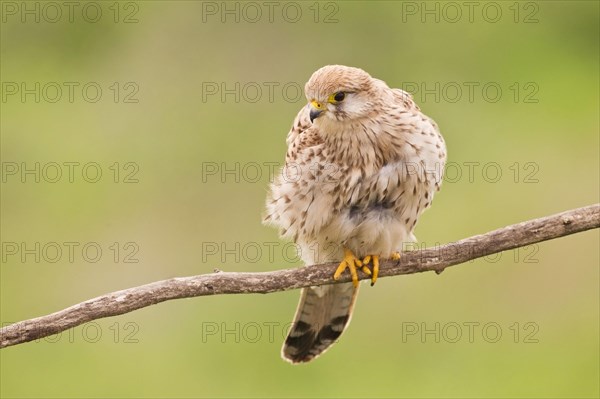 Common Kestrel