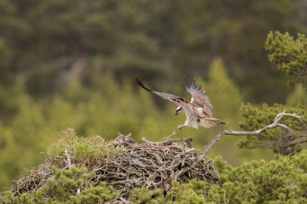 Western osprey