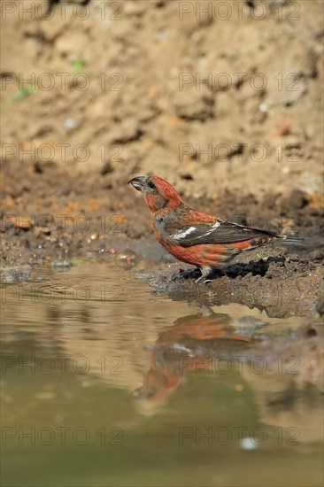 Two-barred crossbill