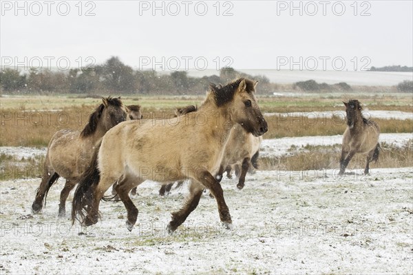 Conic horse