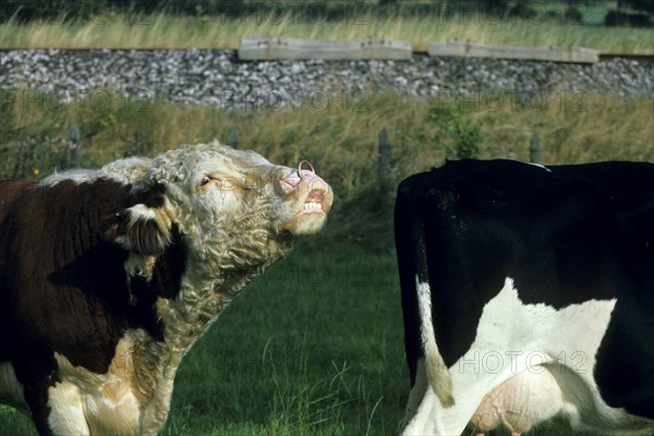 Hereford cattle