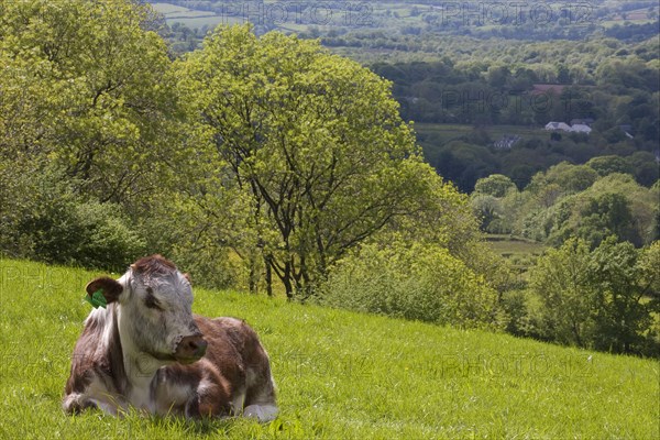 Domestic Cattle