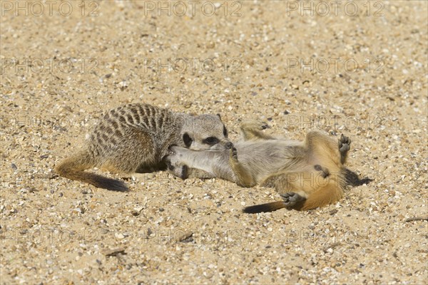 Meerkats