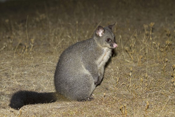 Common common brushtail possum