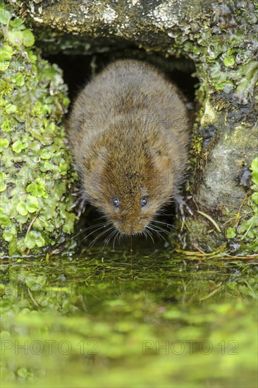 Eastern vole