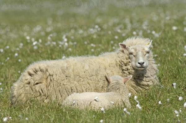 Domestic sheep