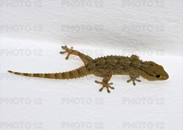 Moorish Gecko