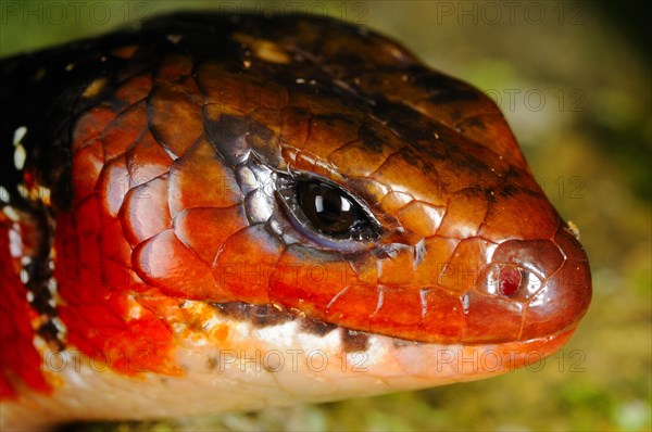 Fire Skink