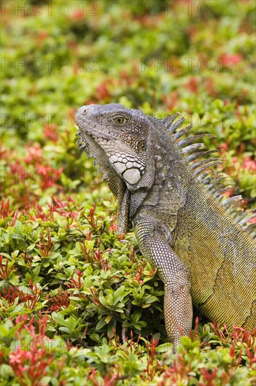 Green Iguana