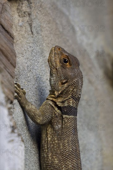 Spiny tailed Iguana at palmarium