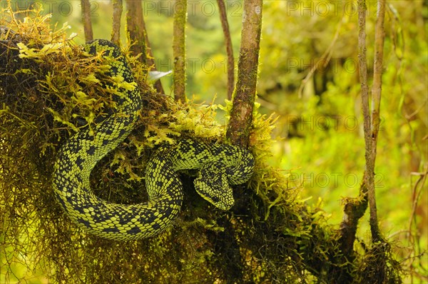 Black-green bush viper