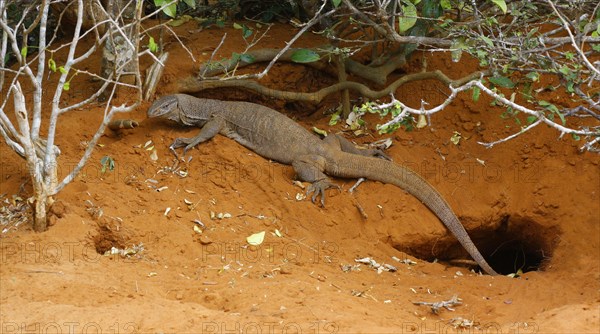 Bengal bengal monitor