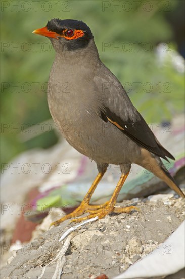 Bank bank myna