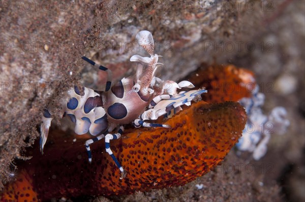 Western eastern harlequin shrimp