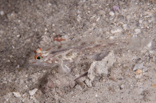 Signal Goby
