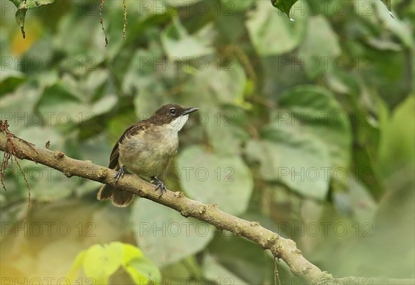 Green bulbul