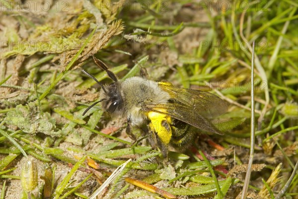 Solitary digger bees