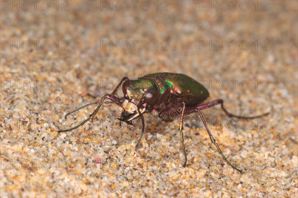 Green tiger beetle