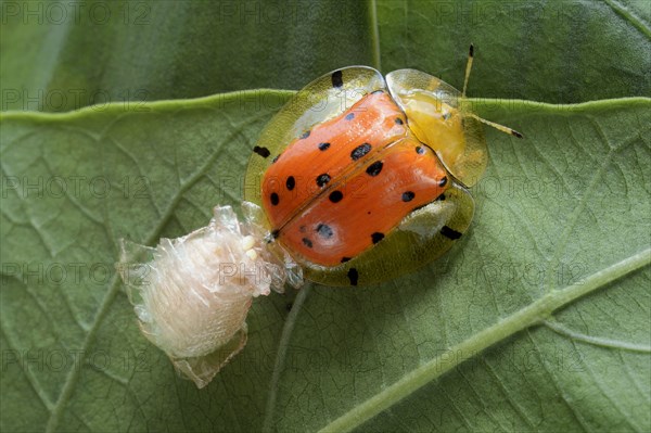 Orange Tortoise Beetle