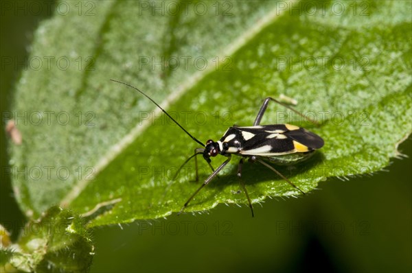 Mirid Bug